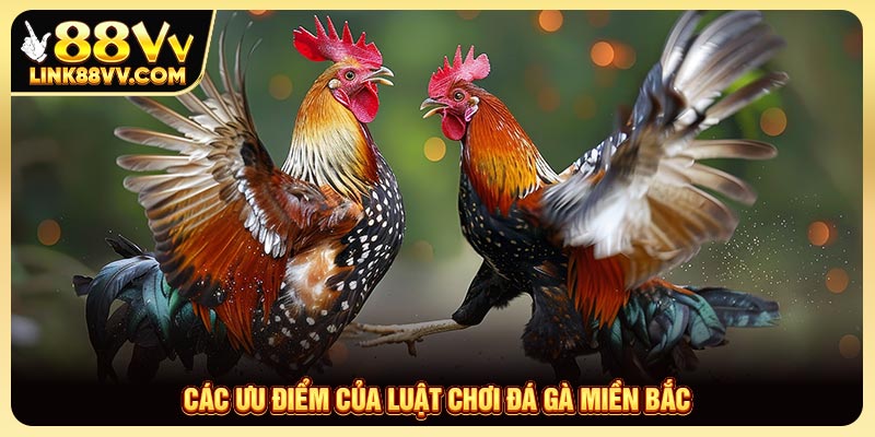 Các ưu điểm của luật chơi đá gà miền Bắc