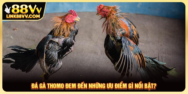 Đá gà Thomo đem đến những ưu điểm gì nổi bật?