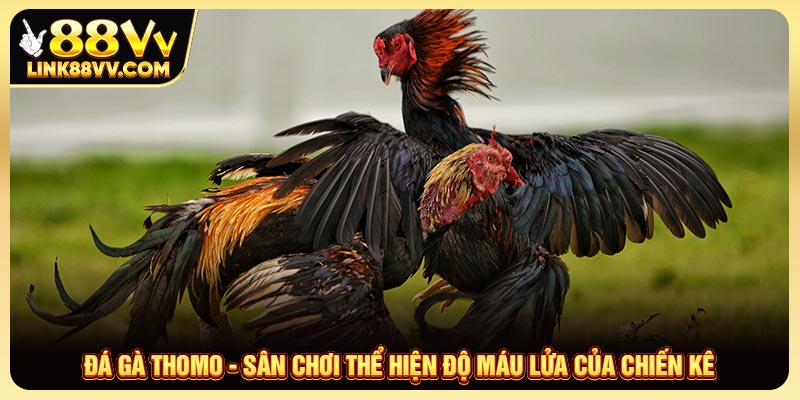 Đá Gà Thomo - Sân Chơi Thể Hiện Độ Máu Lửa Của Chiến Kê