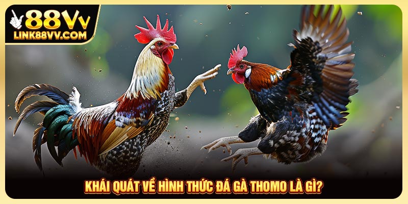 Khái quát về hình thức đá gà Thomo là gì?