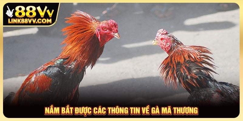 Môt số lưu ý khi tham gia đá gà mã thương