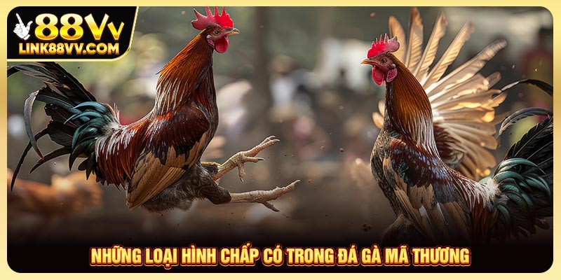Những Loại Hình Chấp Có Trong Đá Gà Mã Thương