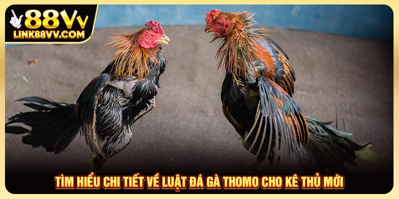 Tìm hiểu chi tiết về luật đá gà Thomo cho kê thủ mới