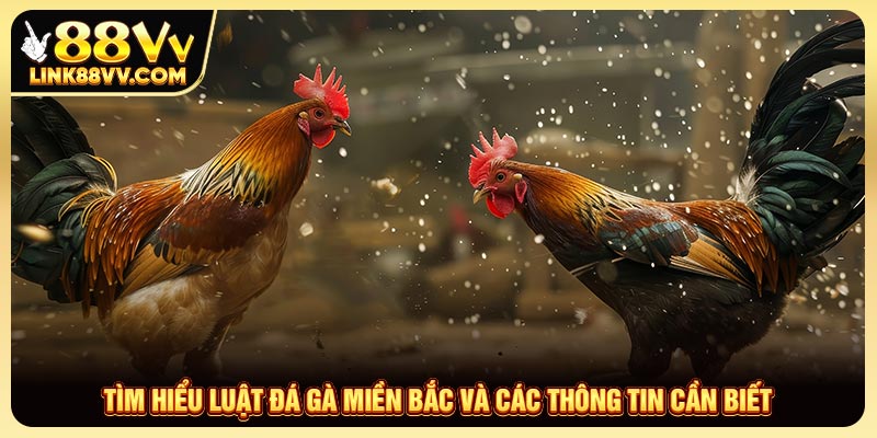 Tìm Hiểu Luật Đá Gà Miền Bắc Và Các Thông Tin Cần Biết