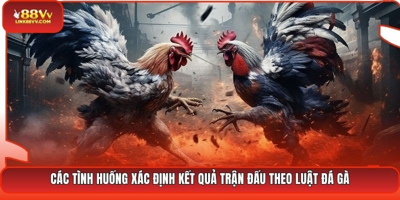 Các tình huống xác định kết quả trận đấu theo luật đá gà
