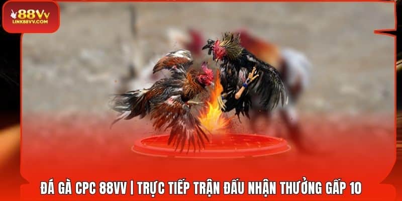 Đá Gà CPC 88VV | Trực Tiếp Trận Đấu Nhận Thưởng Gấp 10