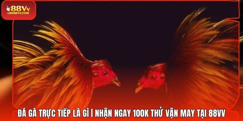 Đá Gà Trực Tiếp Là Gì | Nhận Ngay 100k Thử Vận May Tại 88VV