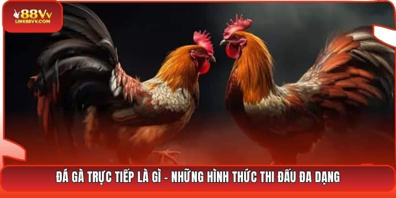 Đá gà trực tiếp là gì - Những hình thức thi đấu đa dạng