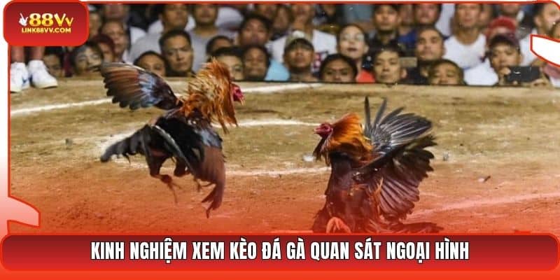 Kinh nghiệm xem kèo đá gà quan sát ngoại hình