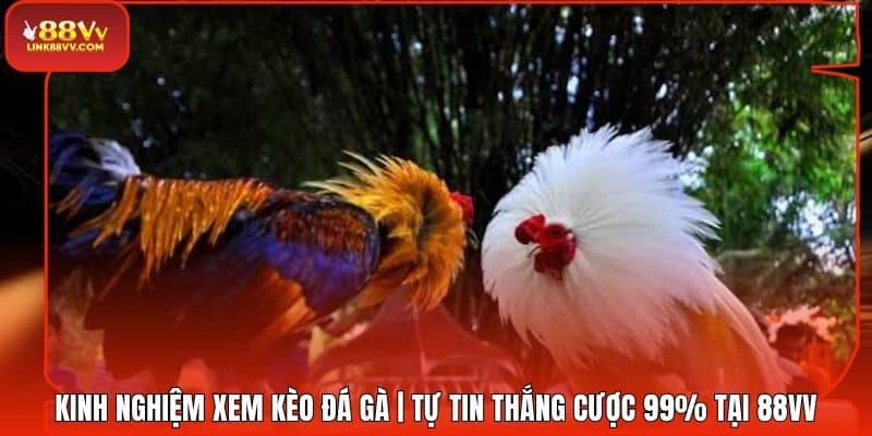 Kinh Nghiệm Xem Kèo Đá Gà | Tự Tin Thắng Cược 99% Tại 88VV