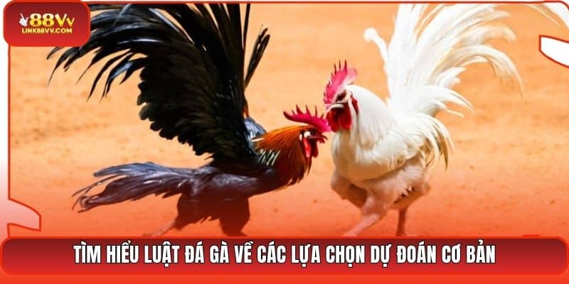 Tìm hiểu luật đá gà về các lựa chọn dự đoán cơ bản