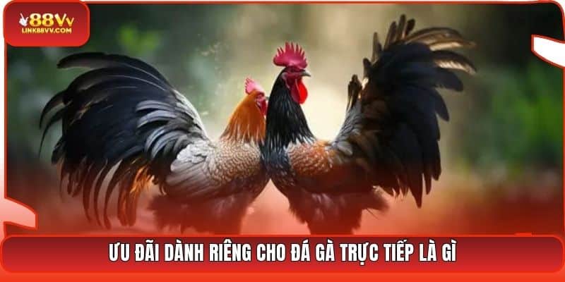 Ưu đãi dành riêng cho đá gà trực tiếp là gì
